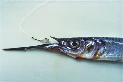 piper fish|Baiting up with Piper .